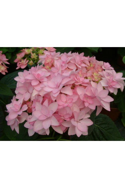 Суцвіття гортензії You & Me Romance з пастельними відтінками рожевого, підкреслене зеленим листям. 